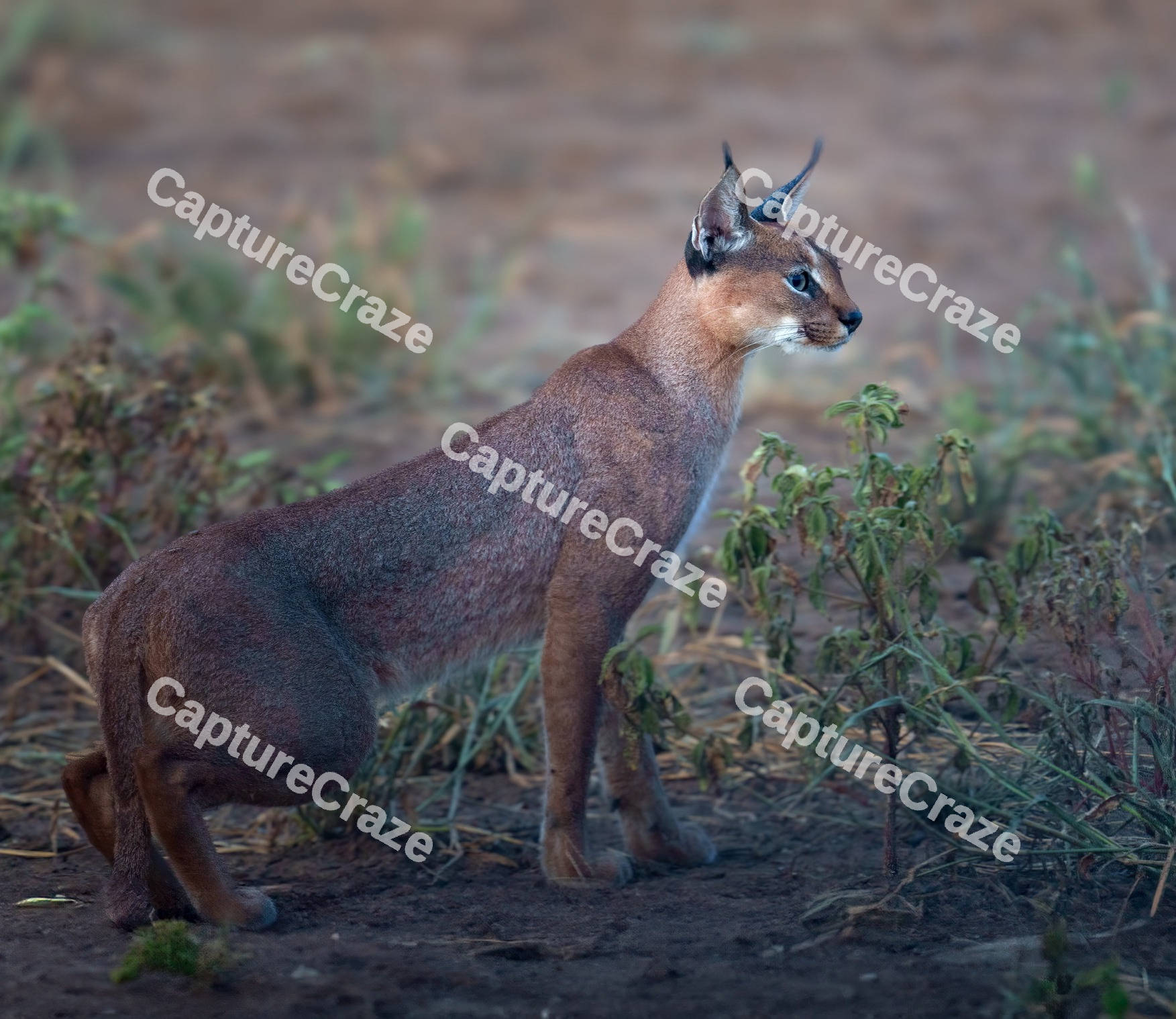 Caracal cat in the forest